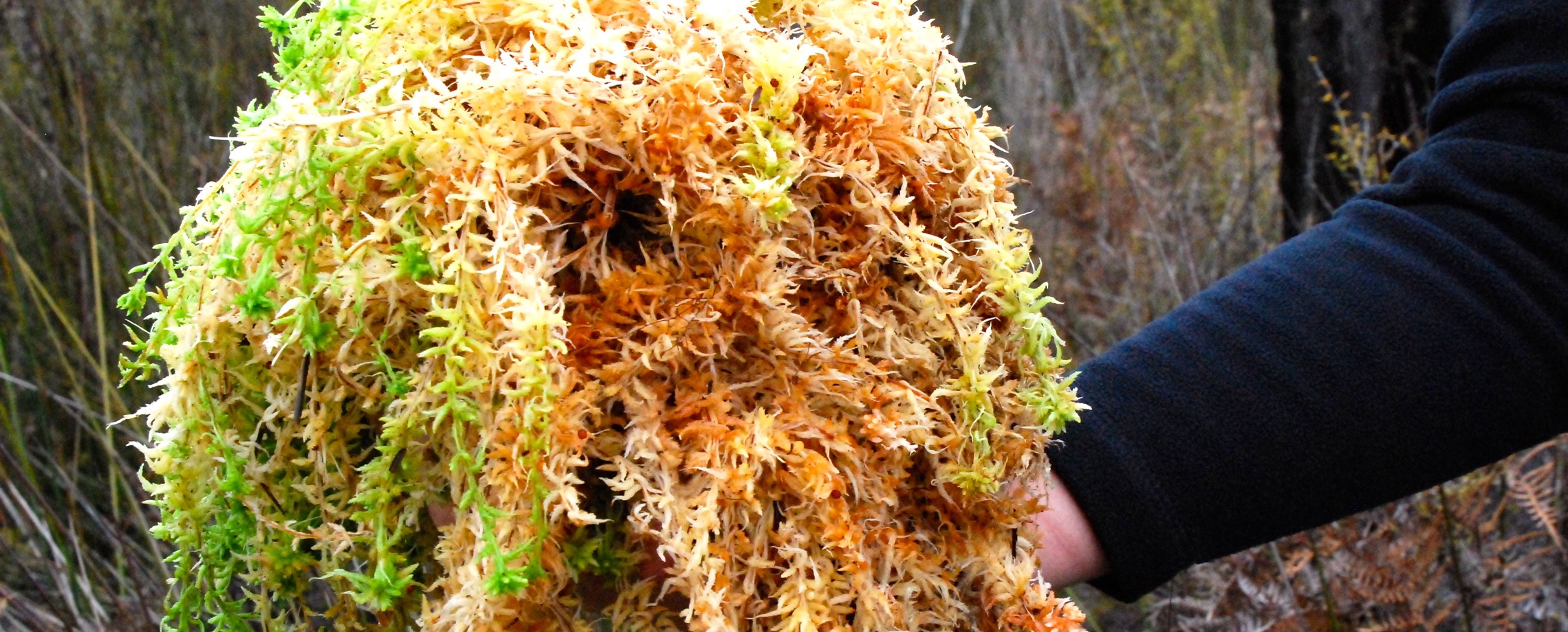 Sphagnum Moss Diapers  The Earthling's Handbook