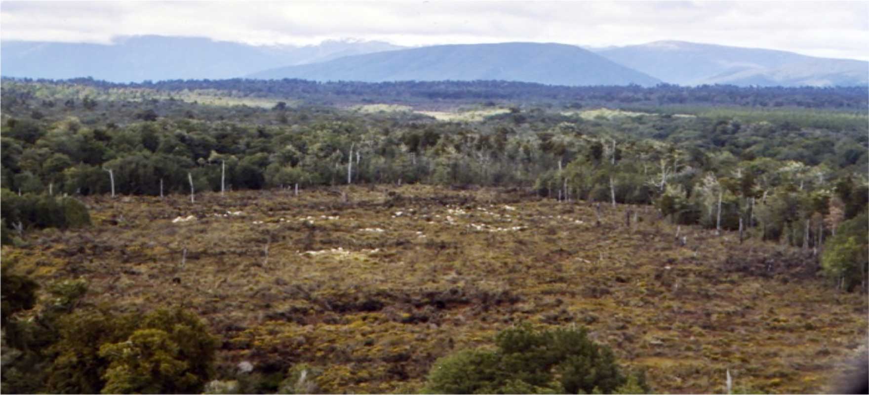Moss bog in New Zealand